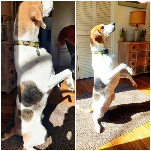 ❣ Meet your Posher, Rosecentric ❣ - Picture 2 of 6